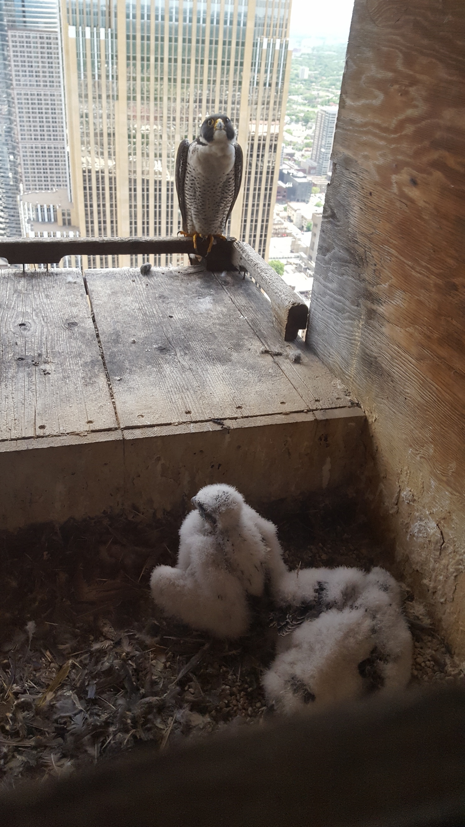 Mayo Clinic Peregrine Falcon Program Mayo Clinic History & Heritage